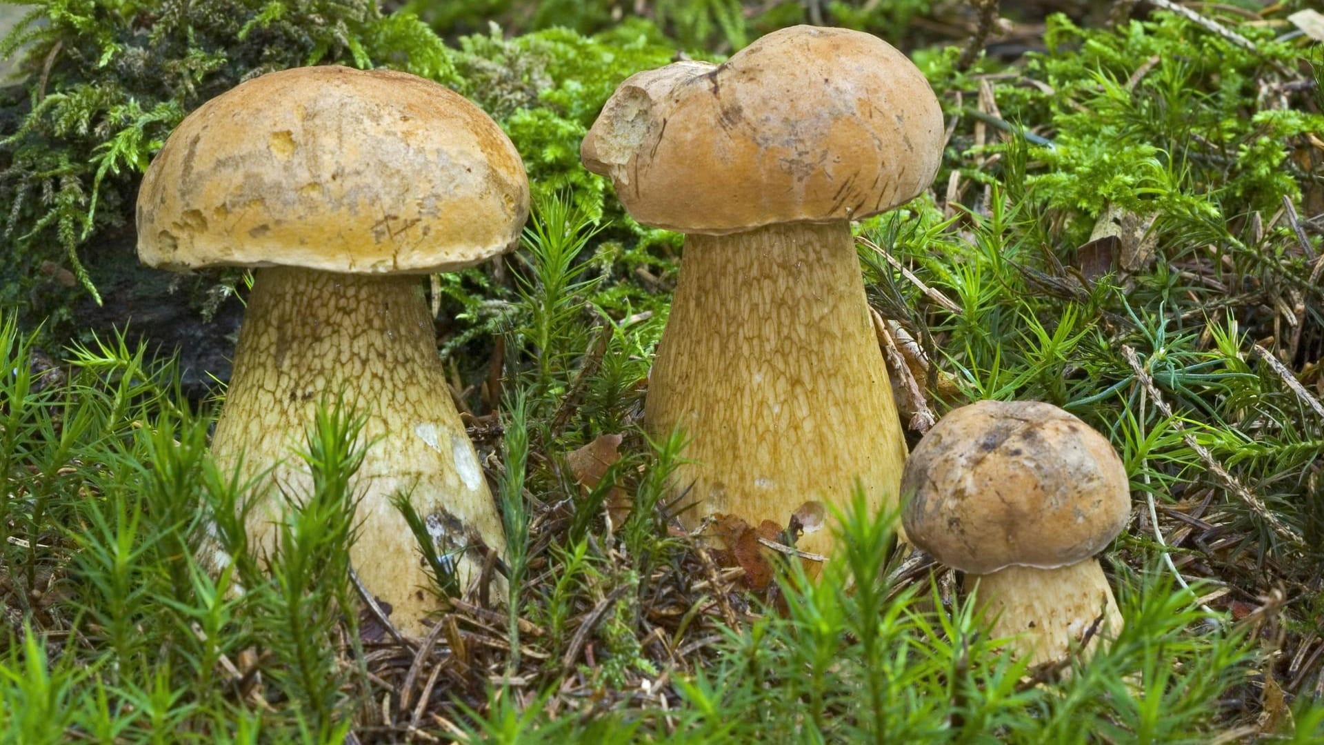 Tylopilus felleus