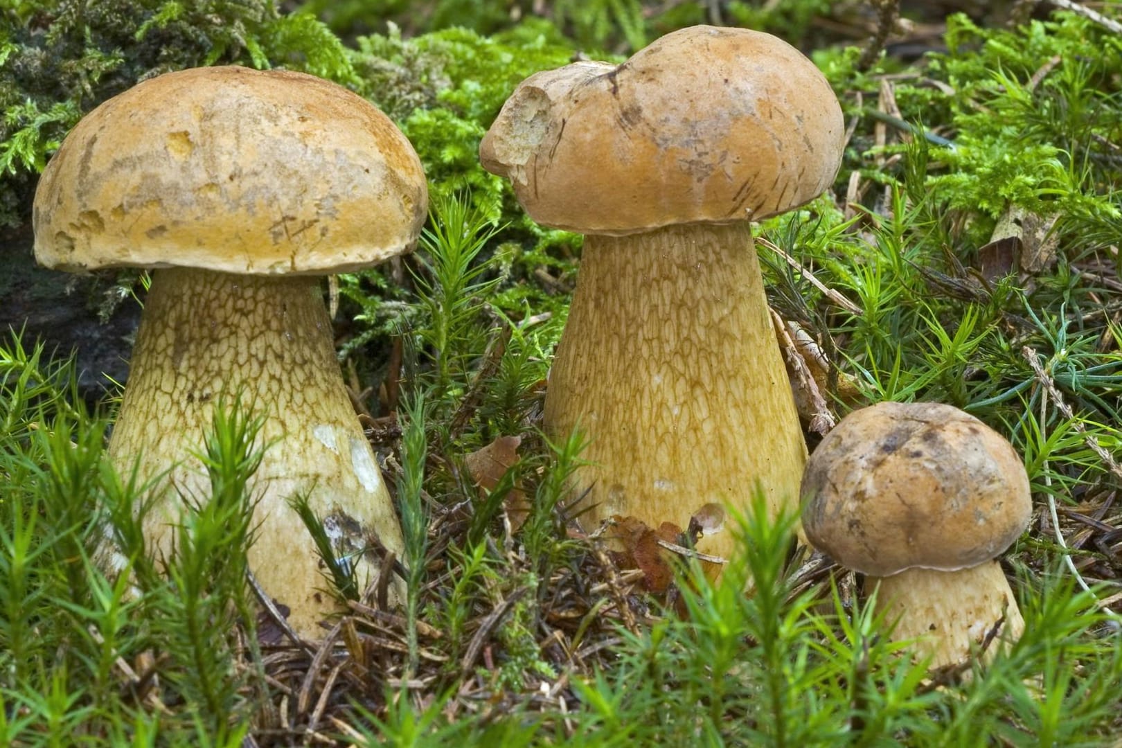 Tylopilus felleus