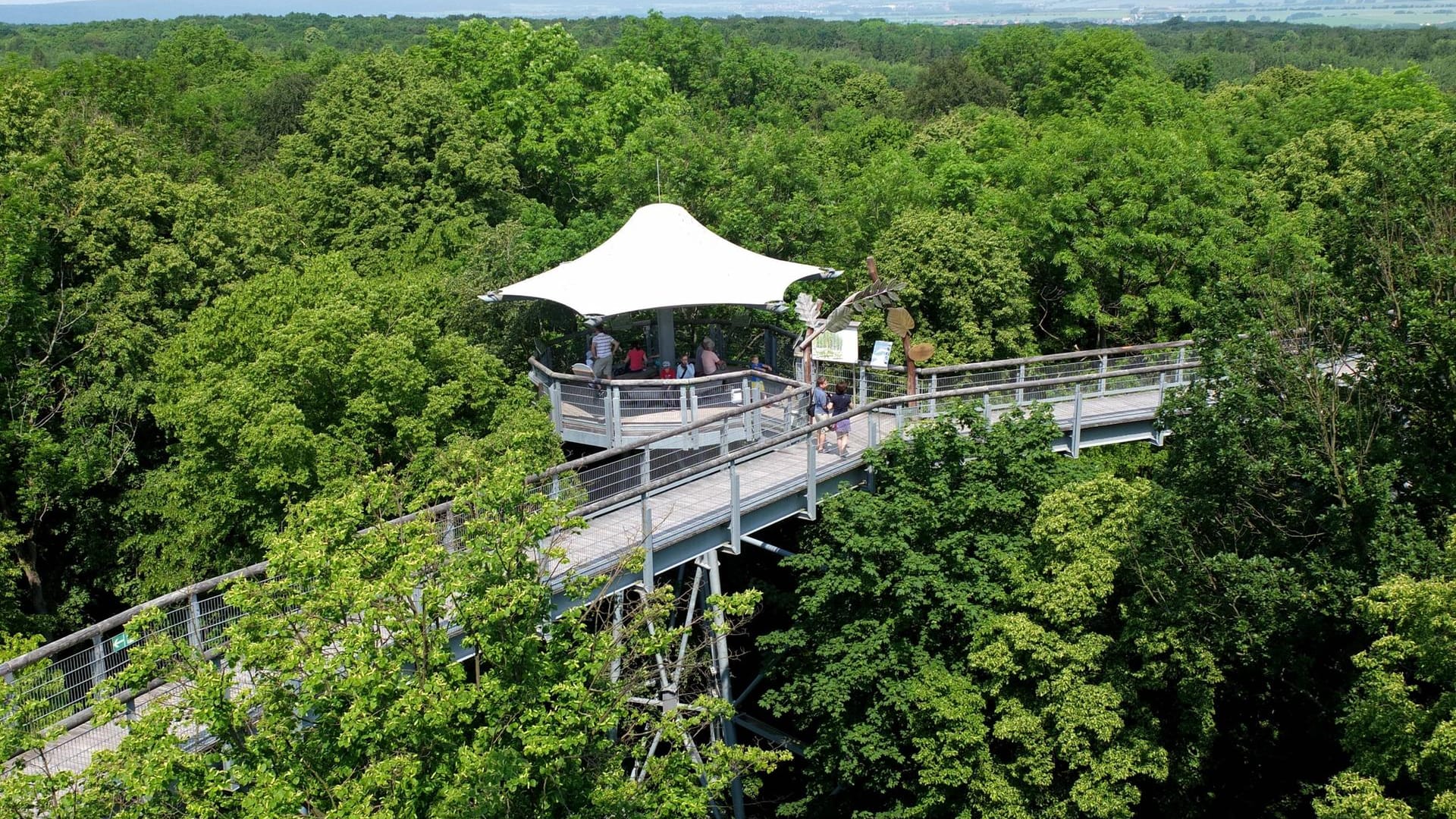 Nationalpark Hainich: Wandern, wo sonst nur die Vögel fliegen – das können Besucher des Baumkronenpfads.