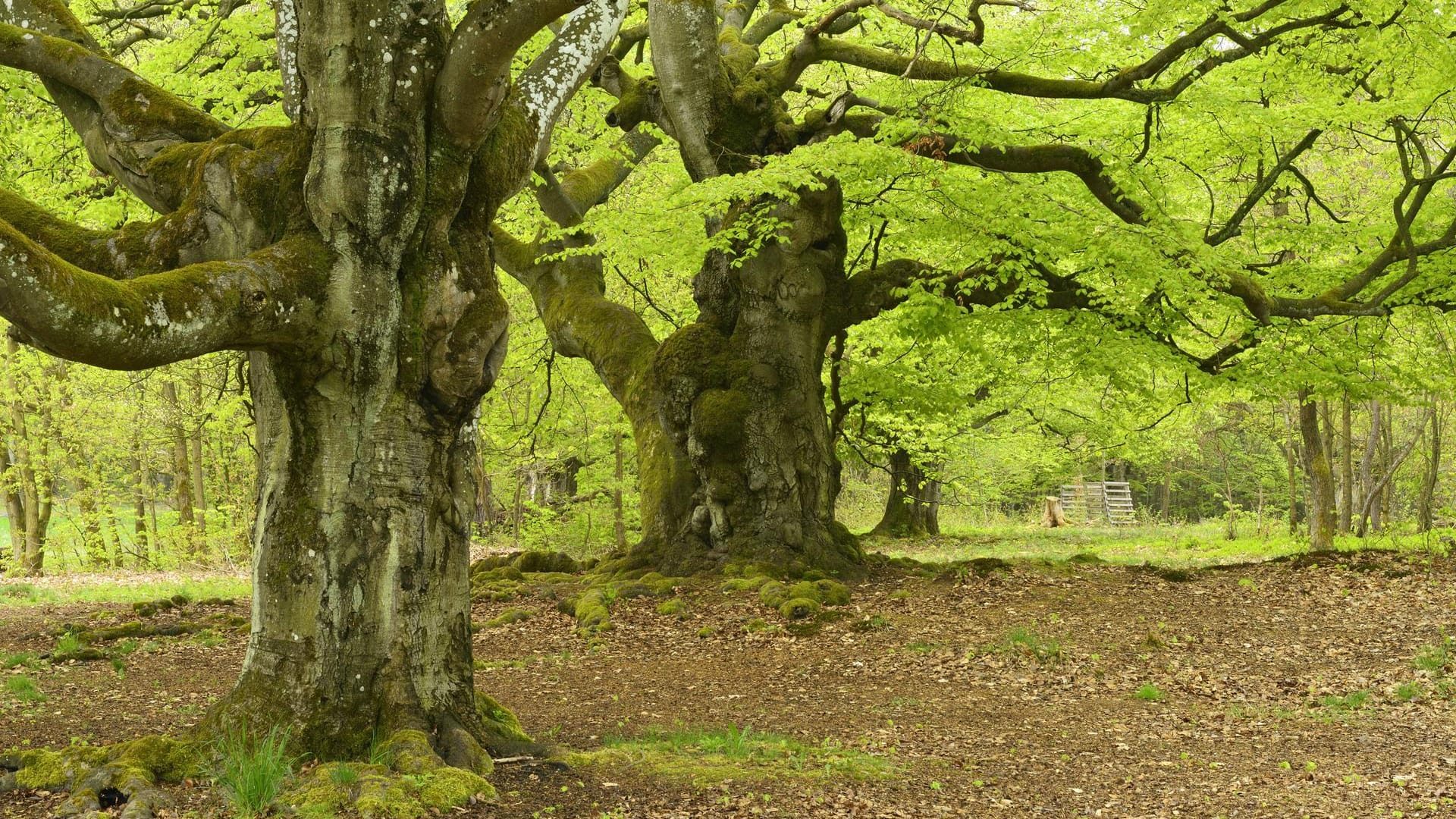 Nationalpark Kellerwald-Edersee: Knorrige alte, zum Teil bemooste Buchen wirken wie aus dem Märchenland.