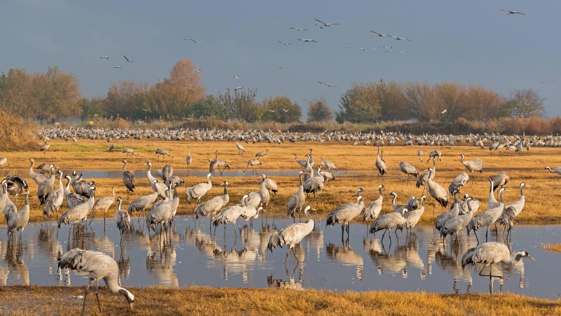 Nationalpark Vorpommersche Boddenlandschaft: Große Schwärme von Graukranichen rasten im Reservat.