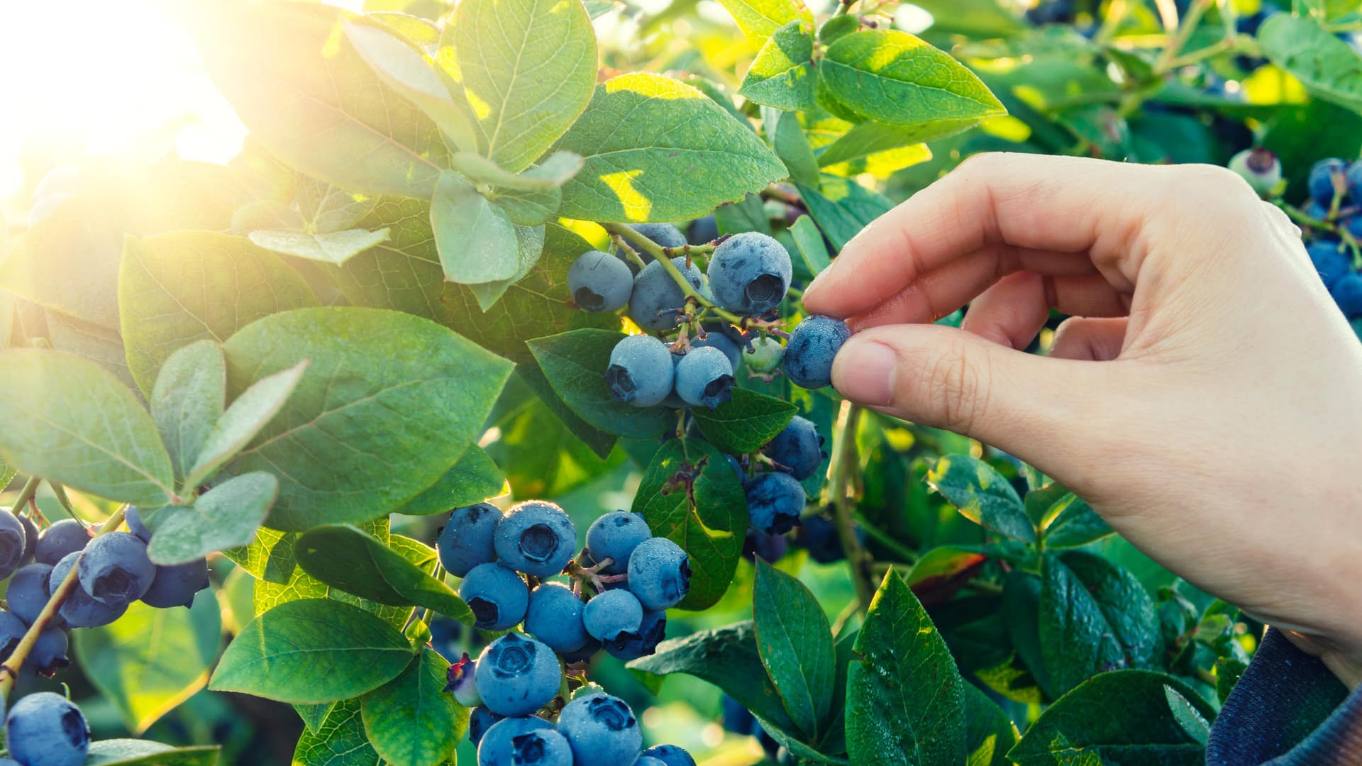 Waldbeeren: Beim Pflücken von Beeren im Wald müssen Sie keine Angst haben, sich mit dem Fuchsbandwurm zu infizieren.