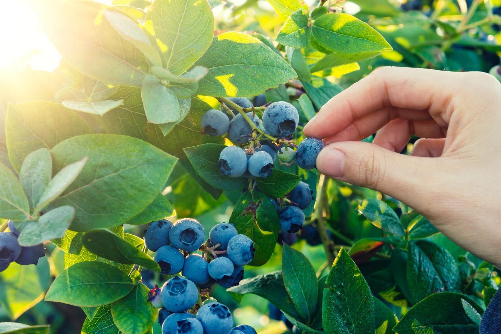 Waldbeeren: Beim Pflücken von Beeren im Wald müssen Sie keine Angst haben, sich mit dem Fuchsbandwurm zu infizieren.