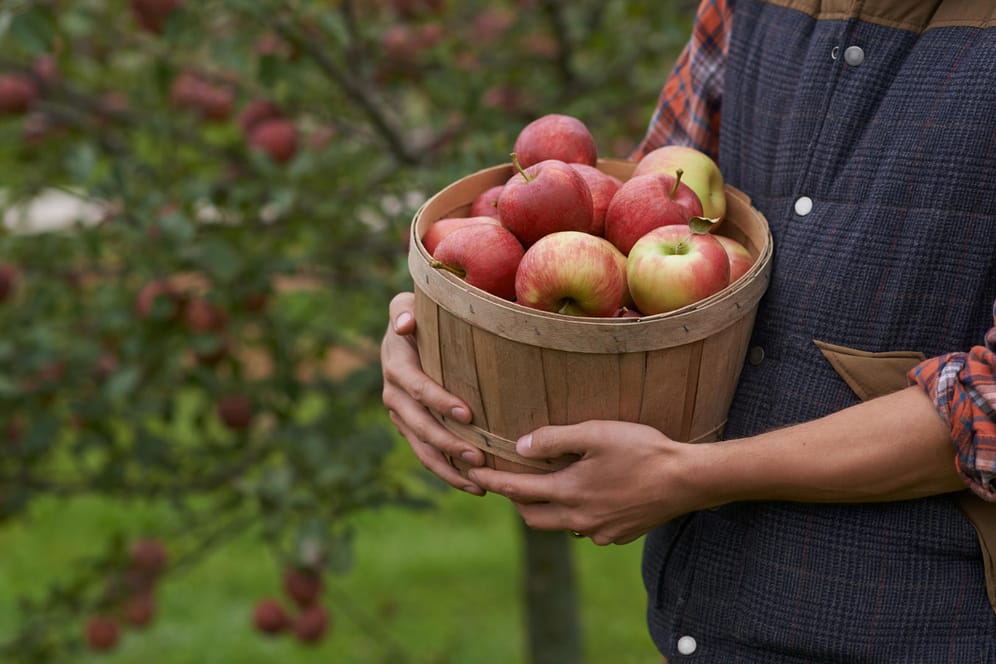 Ein Apfelbaum im Garten sieht nicht nur schön aus, er liefert auch einen Beitrag zu einer gesunden Ernährung.