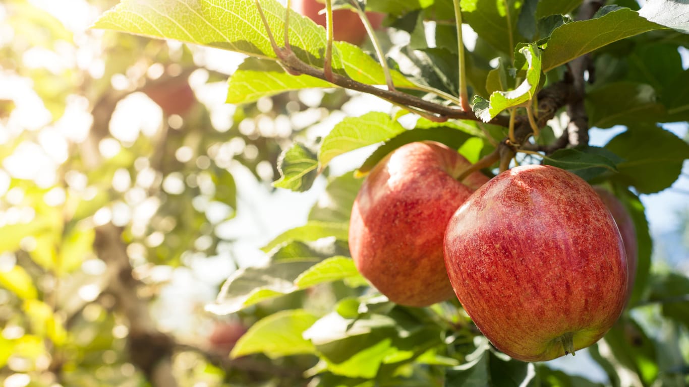 Äpfel: Bei der Wahl der Apfelbaumsorte sollten Geschmack, Robustheit und Erntezeitpunkt der Äpfel eine Rolle spielen.