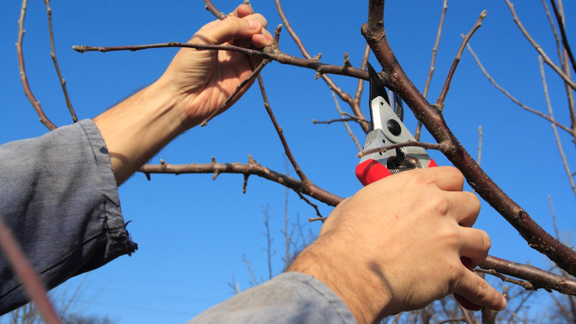 Pruning