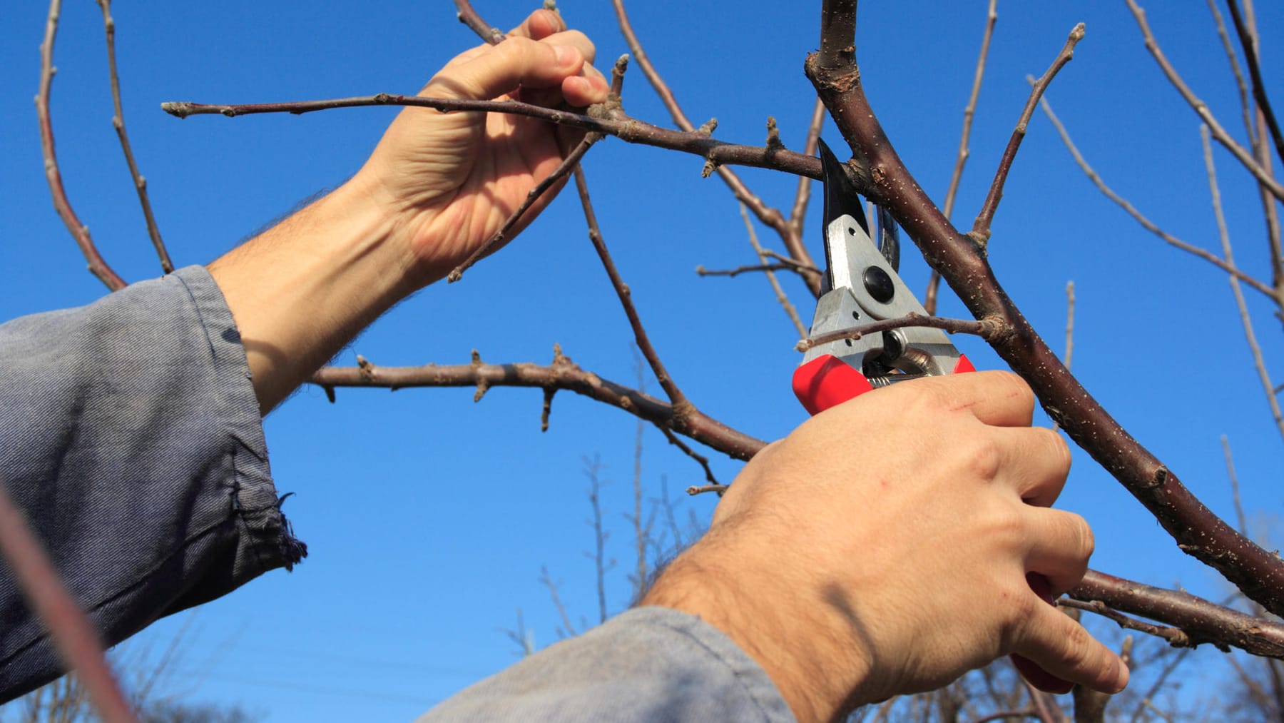 Apfelbaum schneiden: Zeitpunkt und Schnittform – unsere Tipps und Tricks
