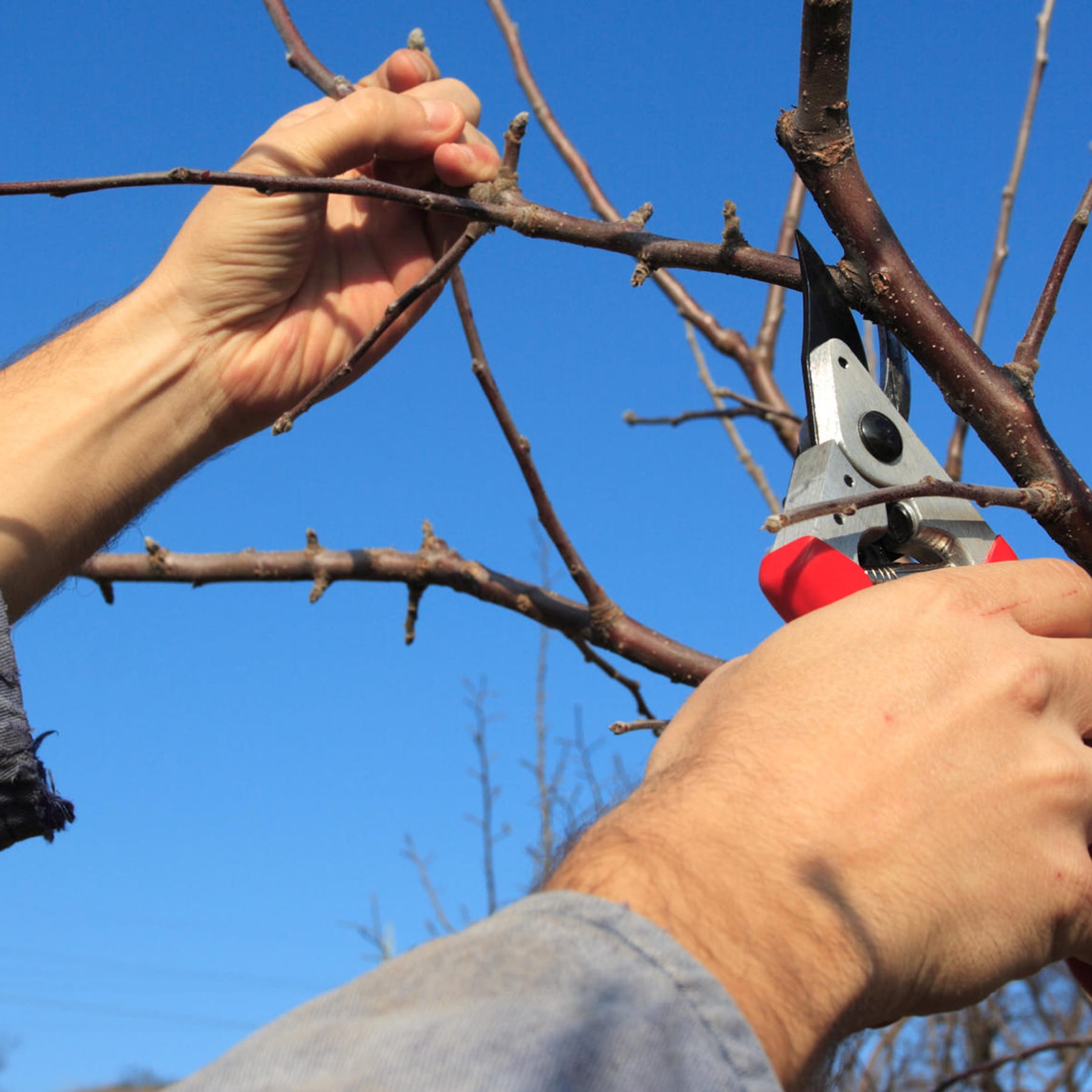 Garten Birnbaum schneiden: Tipps für Hobbygärtner