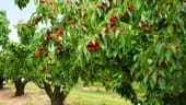Einige Obstbäume, wie Kirschbäume, neigen zu einem starken Wachstum. Das birgt auch die Gefahr, dass Äste zu schwer werden und abbrechen. Tipp: Bedenkenlos können Sie senkrecht nach oben wachsende Äste entfernen, weil diese keine Früchte tragen werden.