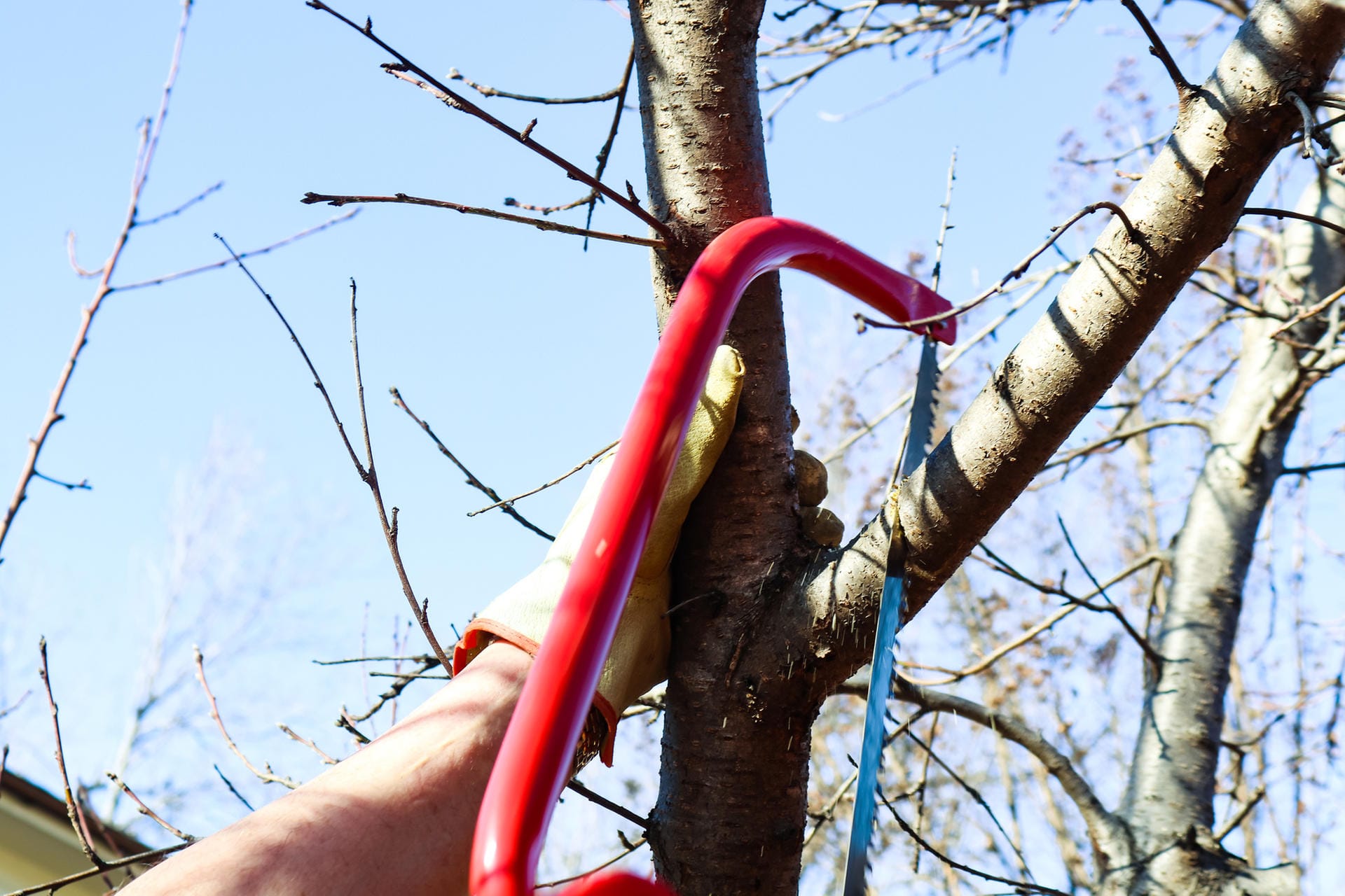 Scharfe Werkzeuge sind wichtig, damit es am Holz nicht zu Quetschungen kommt, die später schlecht verheilen. Für die Entfernung feiner Äste werden Einhand- oder Zweihandbaumscheren verwendet. Falls Sie Äste in großer Höhe schneiden möchten, können Sie eine Schneidgiraffe benutzen. Diese Astschere mit Teleskopgriff ist besonders geeignet, wenn keine Leiter genutzt werden kann. Große Äste werden mit einer Astsäge entfernt.