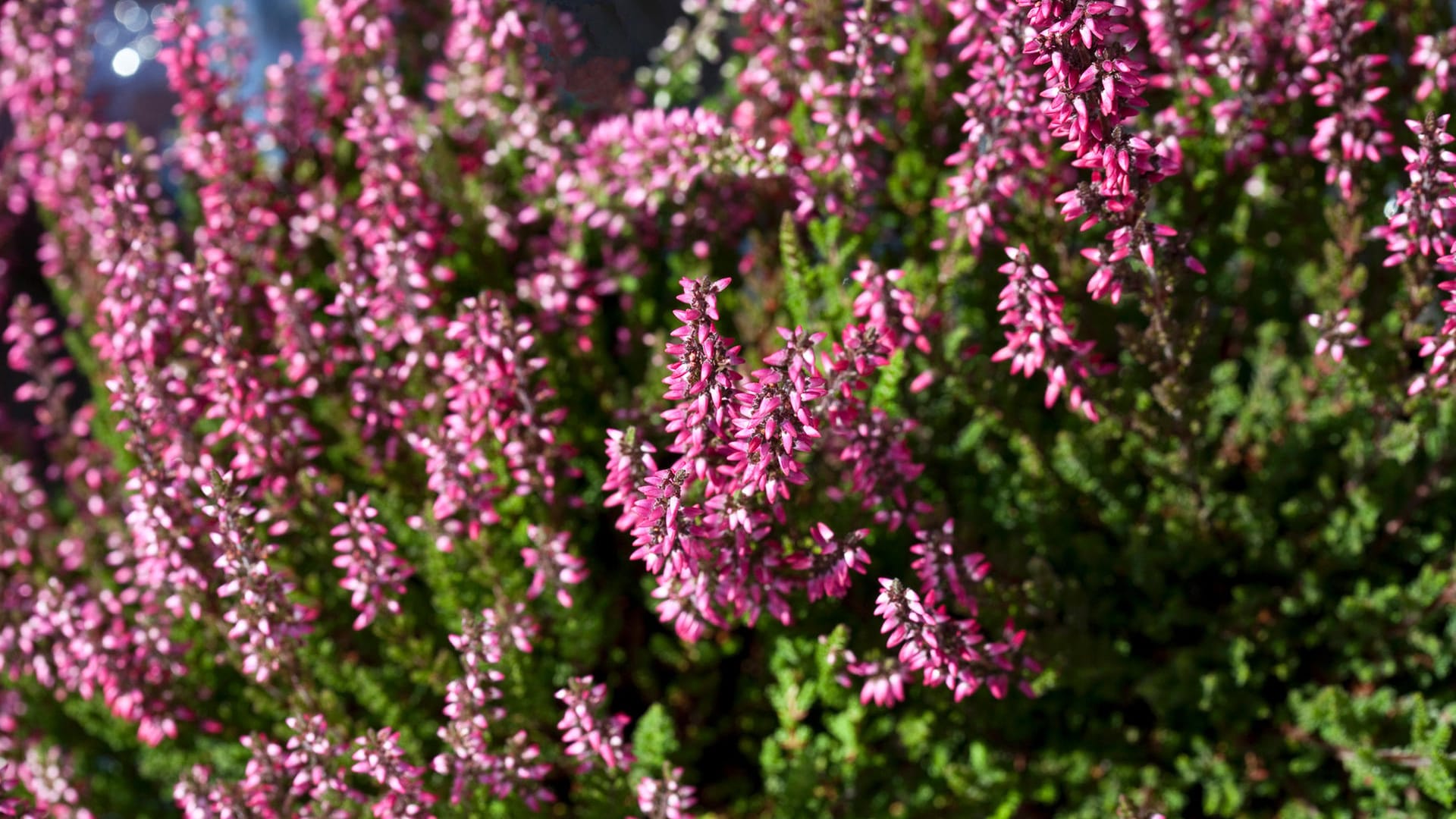 Calluna Vulgaris