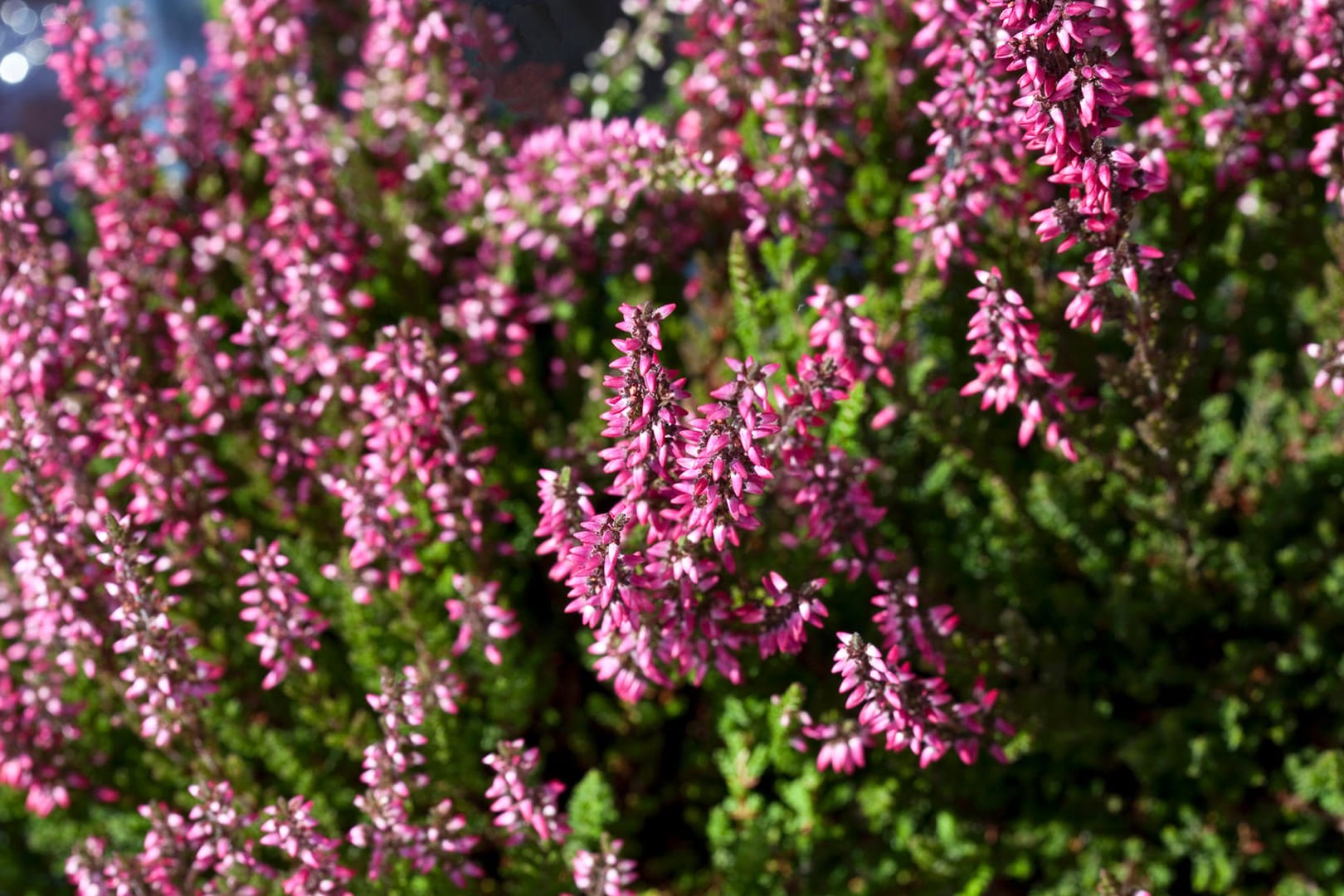 Calluna Vulgaris