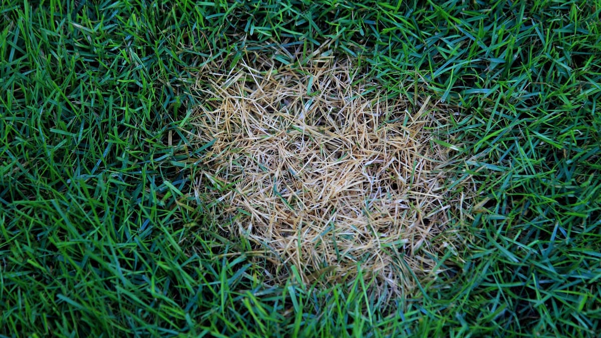 Pilze im Rasen loswerden Ursache und Abhilfe