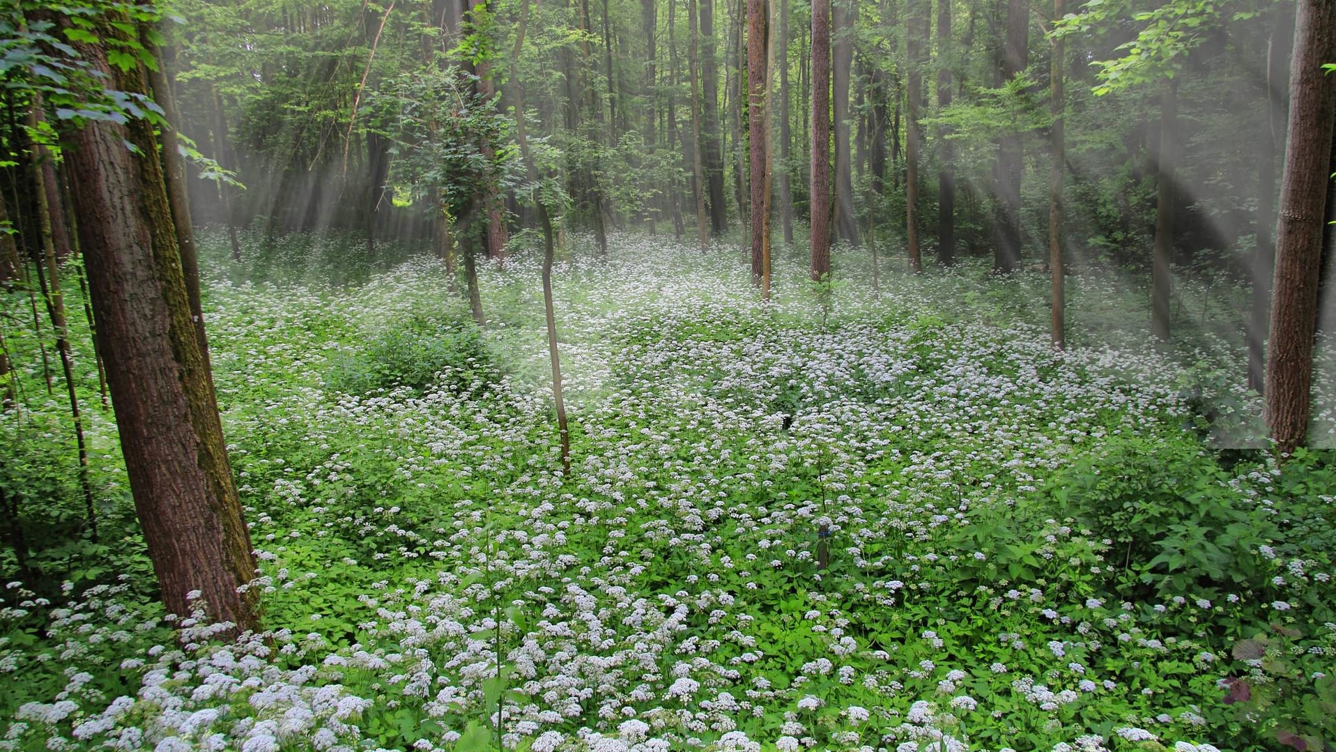 Giersch im Wald: Die Pflanze kann sich sehr schnell ausbreiten.