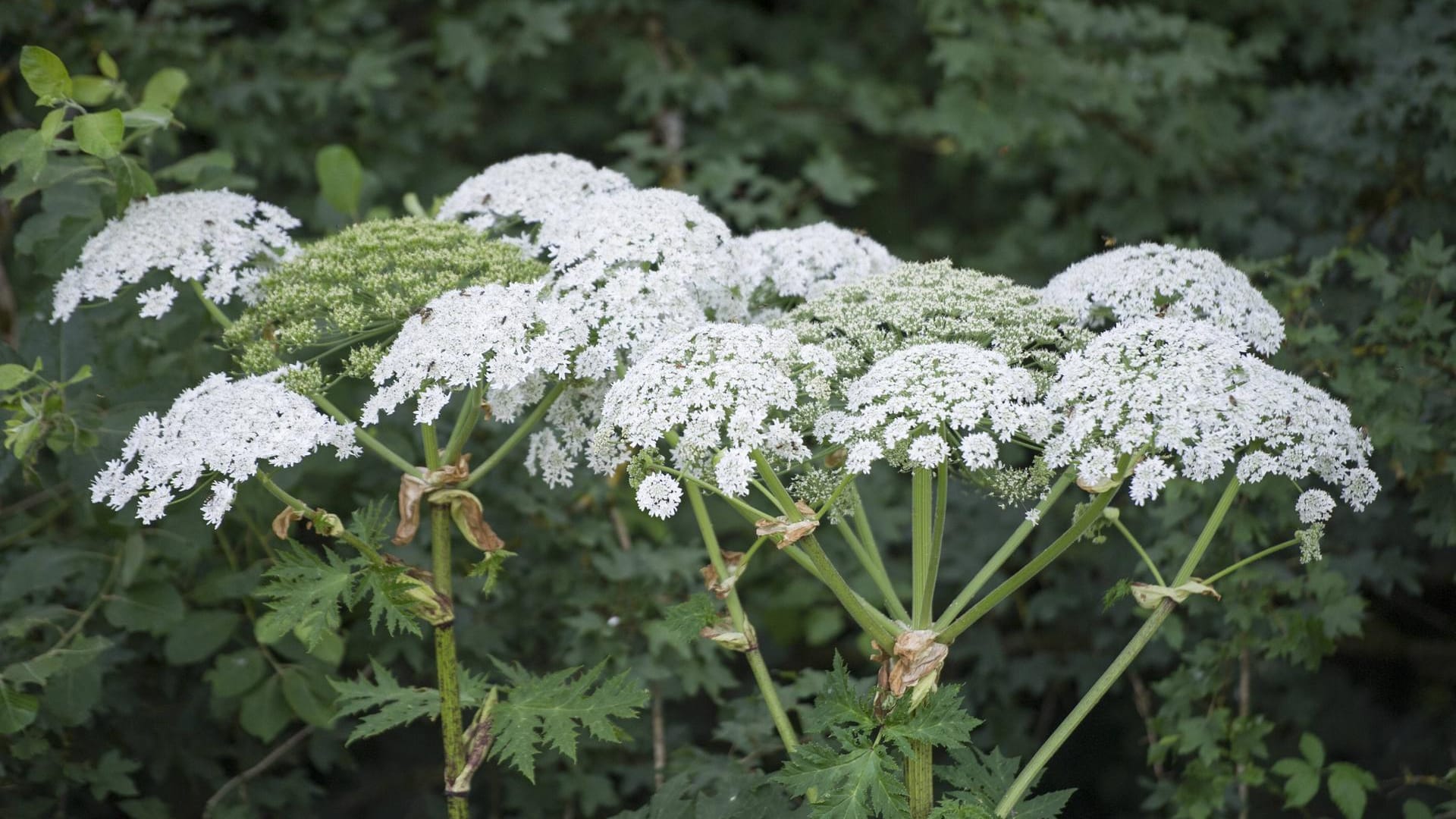 Riesen-Bärenklau: Die Blüten ähneln den Giersch-Blüten – die Blätter hingegen unterscheiden sich deutlich voneinander.