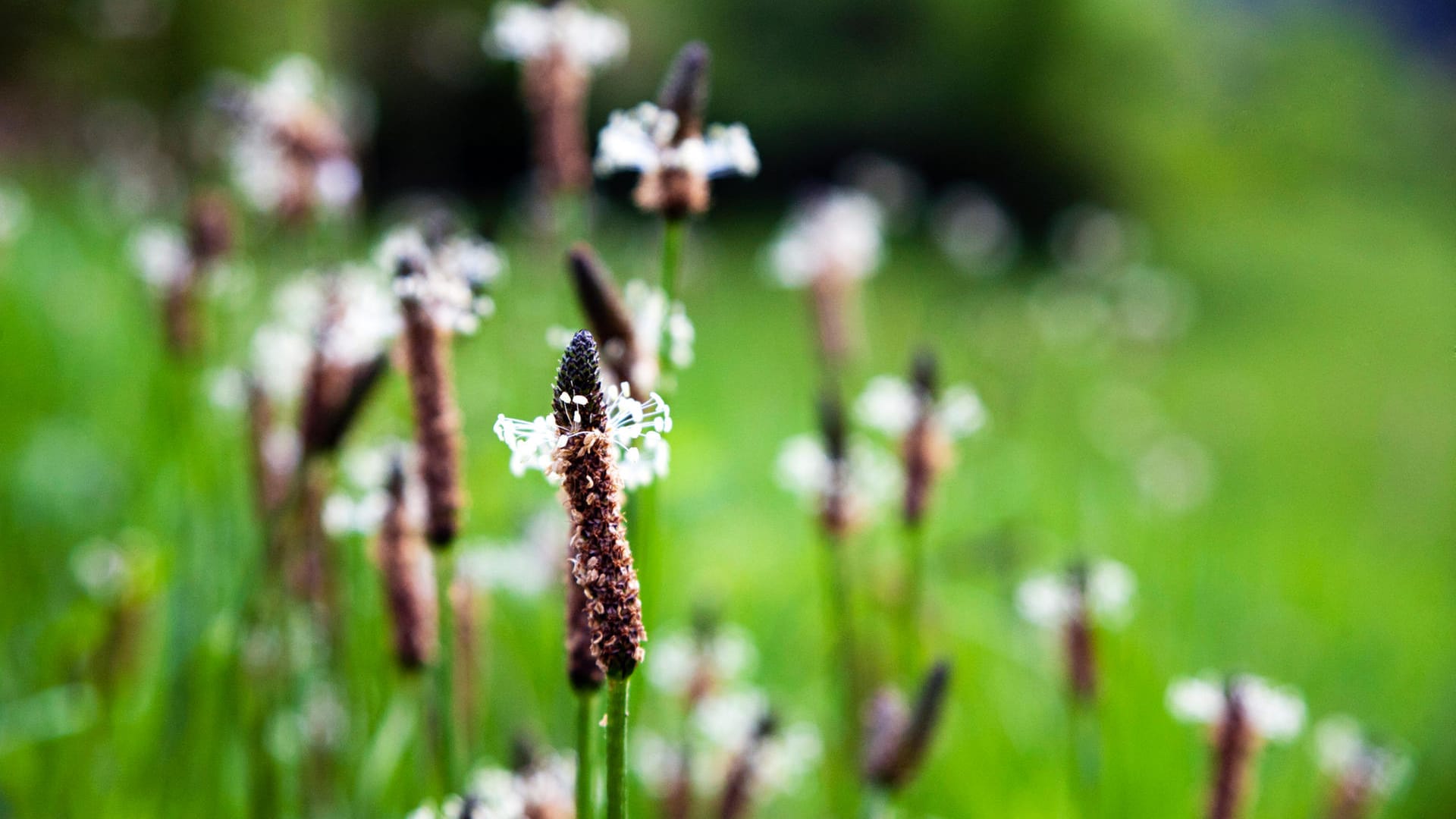 Plantago lanceolata