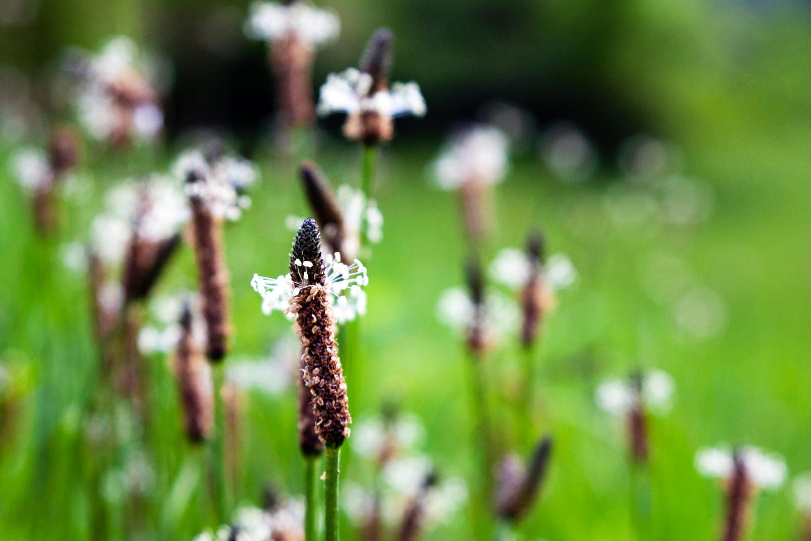 Plantago lanceolata