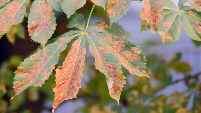 Miniermotte: Blätter von befallenen Bäumen färben sich schon früh im Jahr braun.