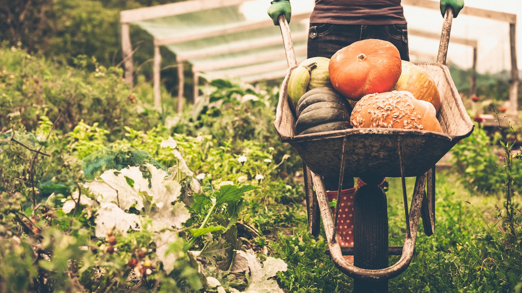 Gartenarbeit im Oktober Neupflanzung und Wintervorbereitung