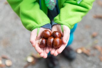 Kinderhände halten Kastanien