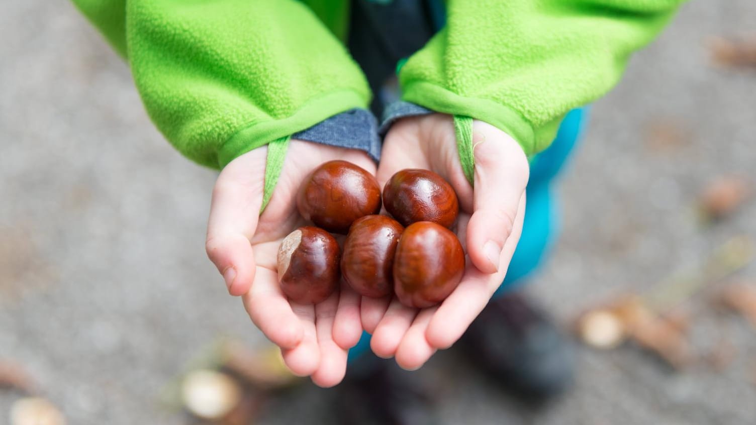 Kinderhände halten Kastanien