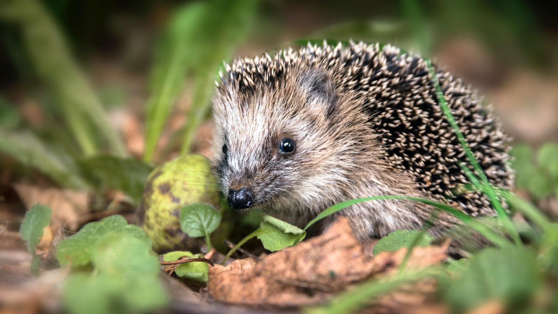 Igel: Wer ein Tier in seinem Garten findet, kann es im Herbst mit einer Futterstelle unterstützen.