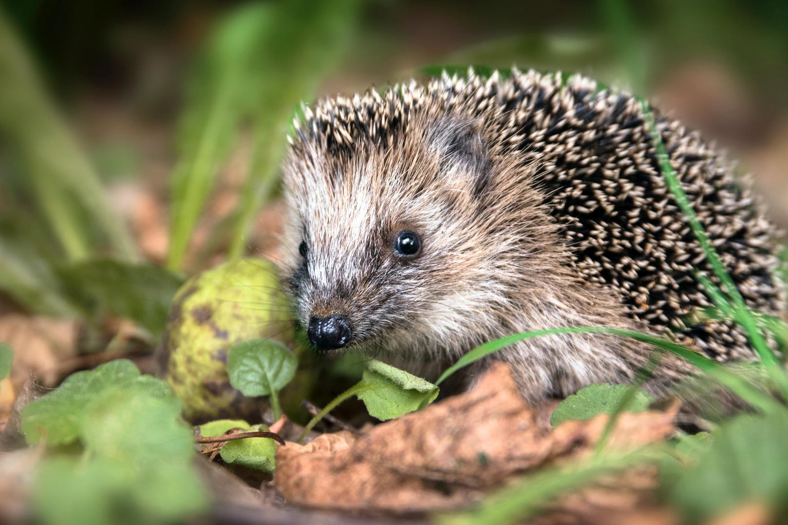 Igel: Wer ein Tier in seinem Garten findet, kann es im Herbst mit einer Futterstelle unterstützen.