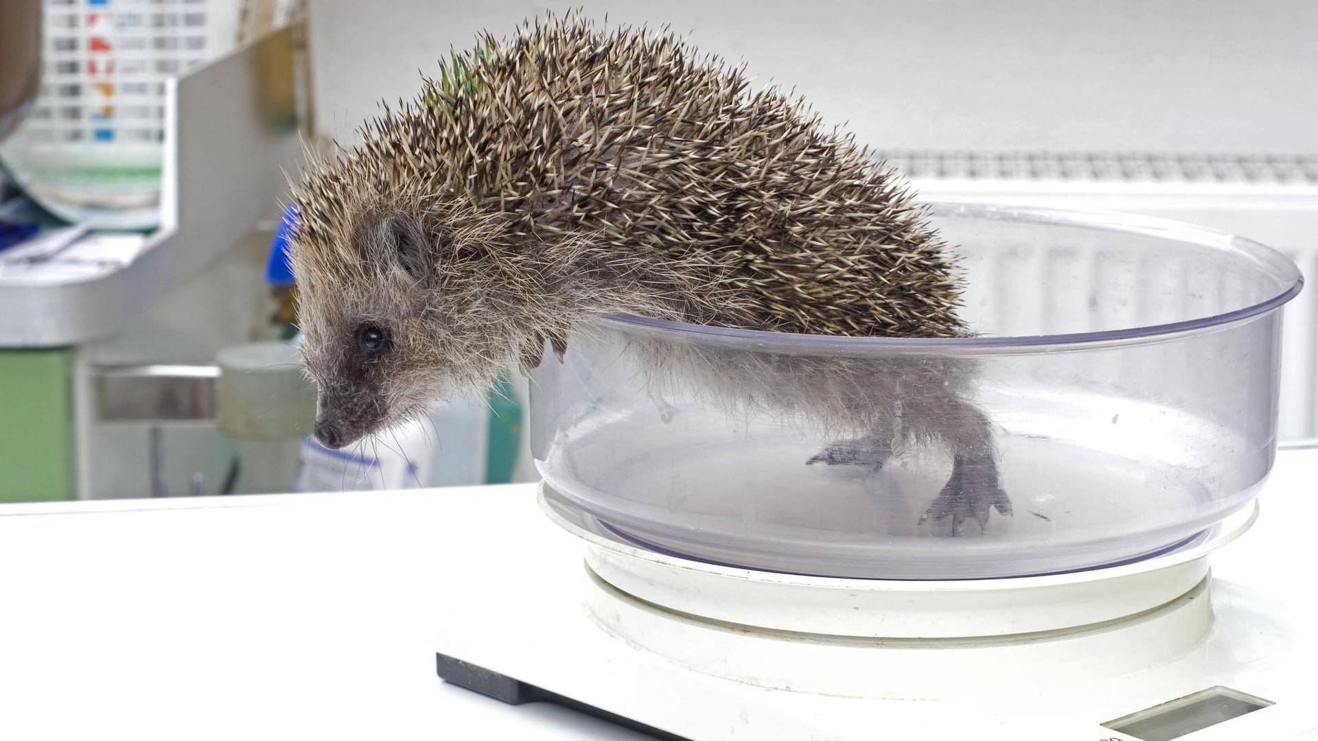 Igel auf der Waage: Ein ausgewachsener, gesunder Igel kann bis zu 1.500 Gramm wiegen.