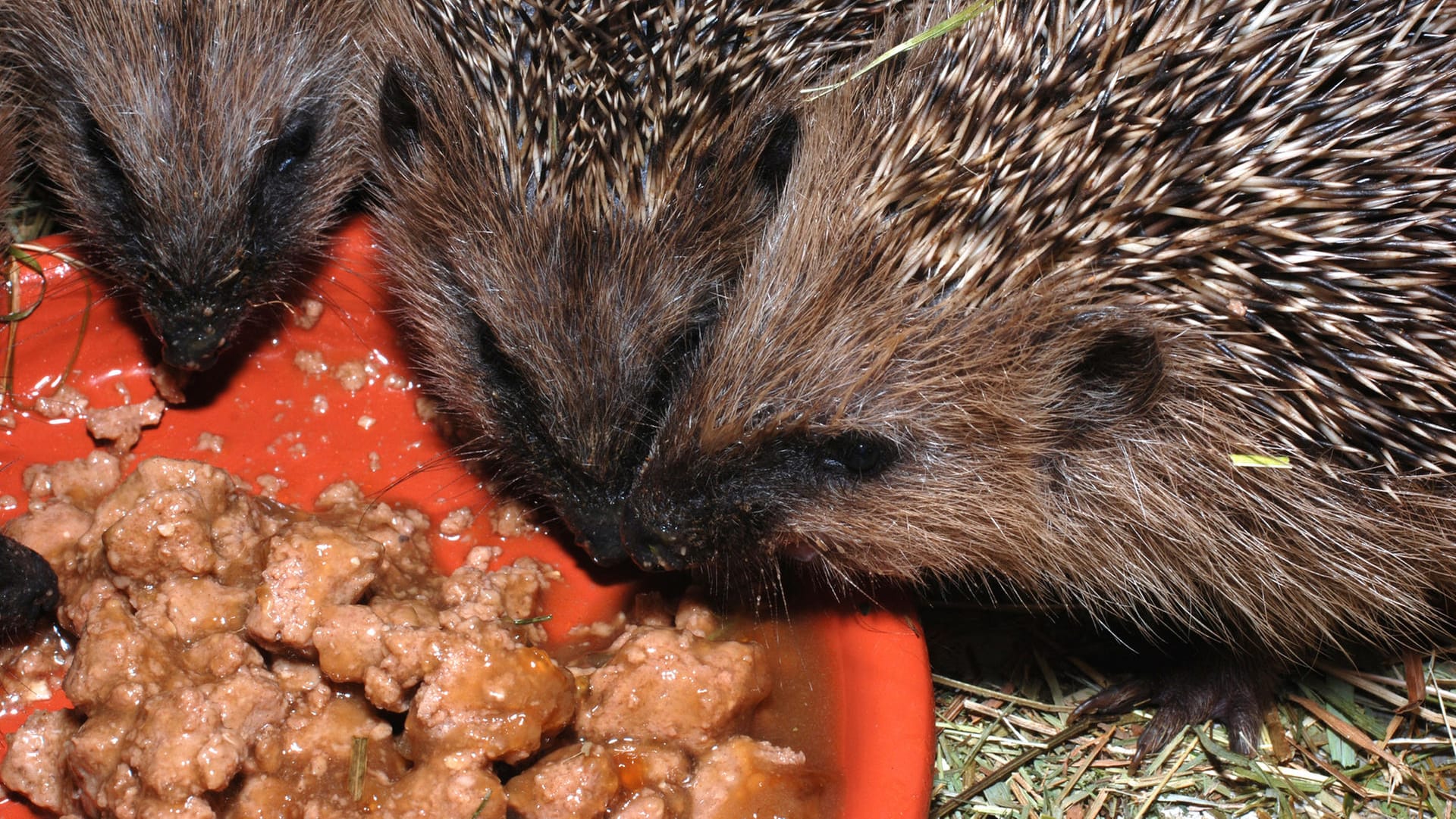 Igel werden gefüttert: Wollen Sie die Tiere im Herbst unterstützen, können Sie zum Beispiel Katzenfutter bereitstellen.