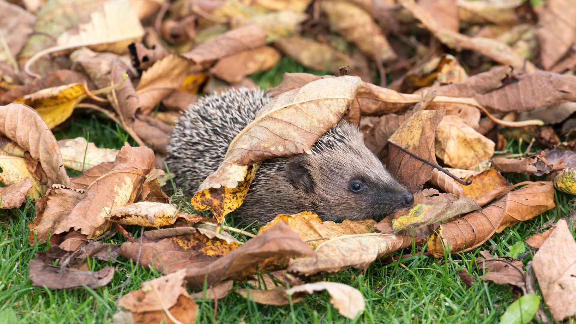 Igel im Garten: Laubhaufen bieten Unterschlupf- und Nistmöglichkeiten.