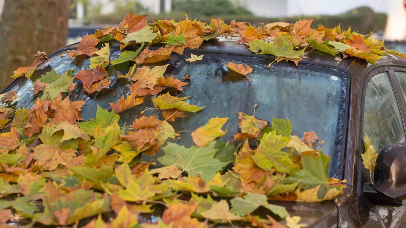 Laub auf einem Auto: Die Blätter sollten vor Fahrtantritt vom Auto entfernt werden.