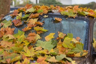Laub auf einem Auto: Die Blätter sollten vor Fahrtantritt vom Auto entfernt werden.