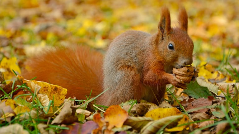 Eichhörnchen: Manchmal finden die Tiere im Winter nur wenig Nahrung.