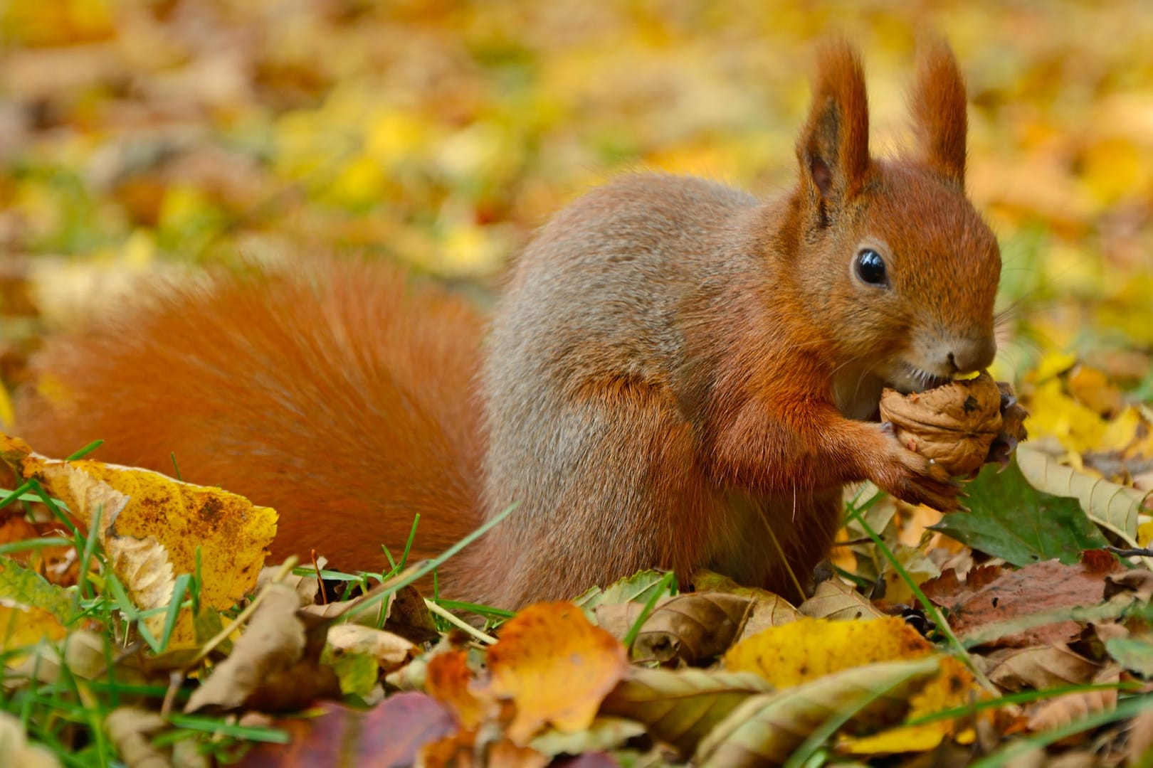 Eichhörnchen: Manchmal finden die Tiere im Winter nur wenig Nahrung.