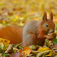 Eichhörnchen: Manchmal finden die Tiere im Winter nur wenig Nahrung.