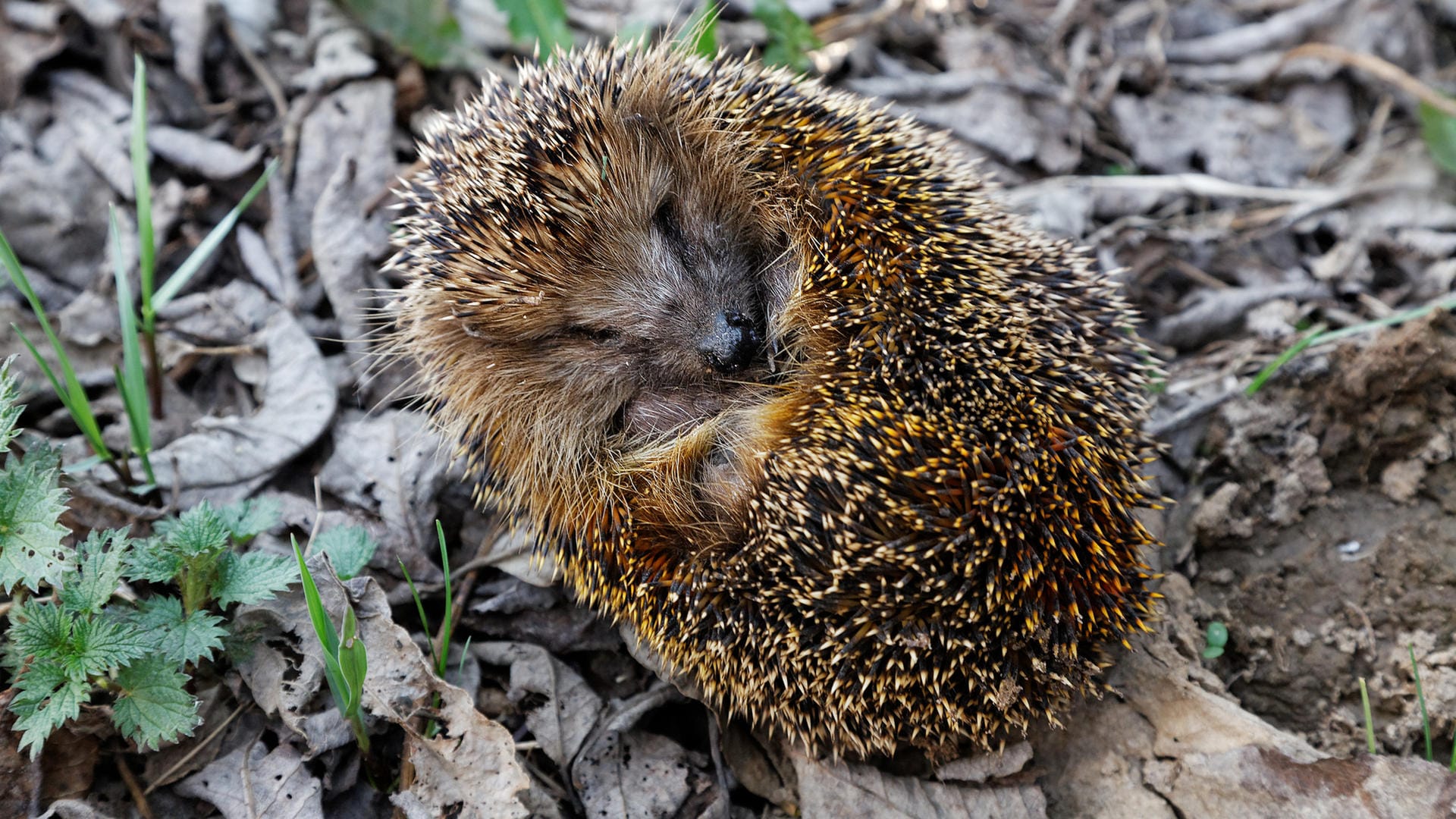 Eingerollter Igel: Die Tiere halten in der kalten Jahreszeit Winterschlaf.