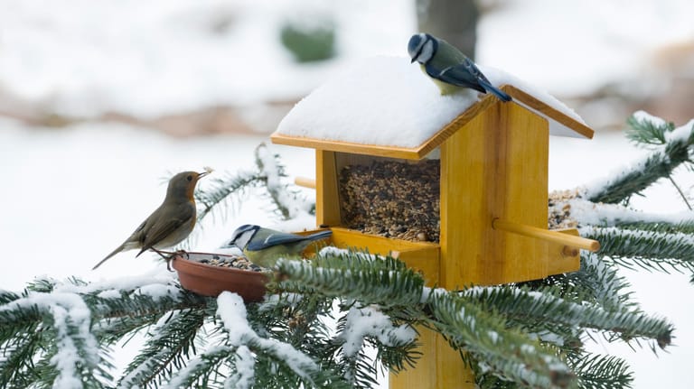 Futterstelle im Garten: Sie sind eine große Hilfe für Vögel im Winter.