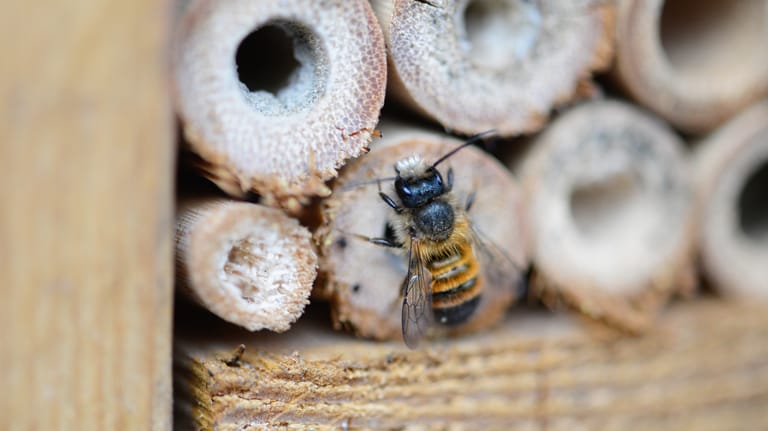 Insektenhotel: Es bietet Wildbienen ein Quartier für den Winter.