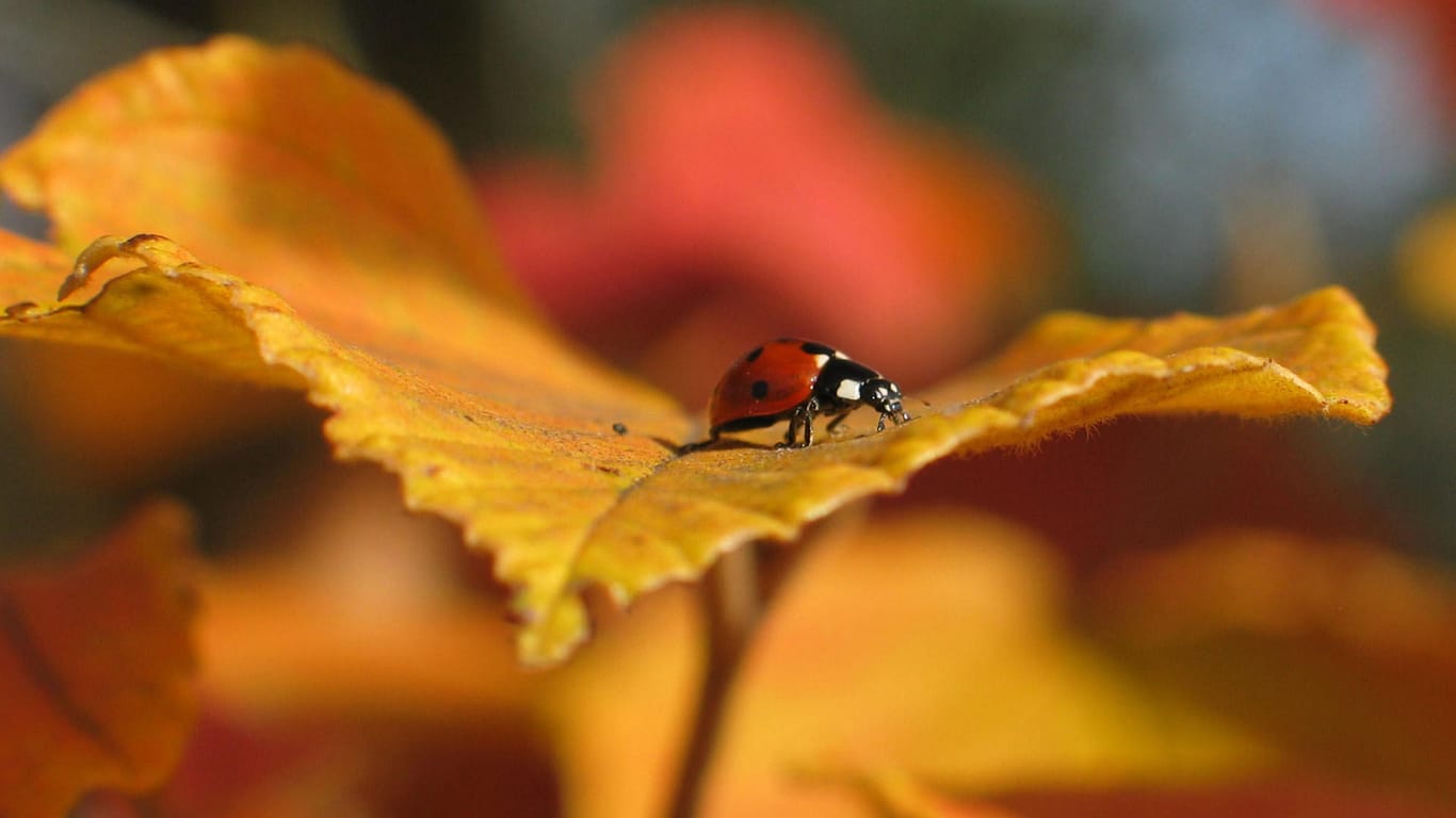 Marienkäfer auf einem Blatt: Auch Insekten suchen einen sicheren Platz zum Überwintern.