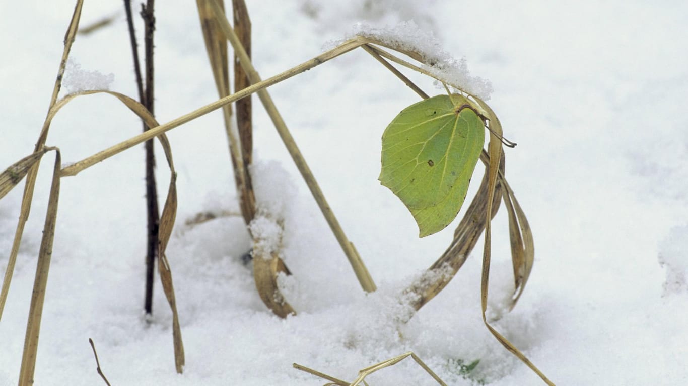 Zitronenfalter im Schnee: Er hat im Körper eine Art Frostschutzmittel, das ihn vor Kälte schützt.