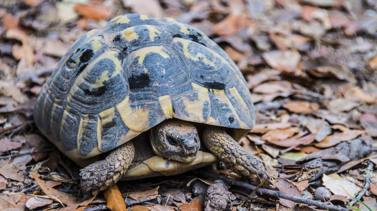 Schildkröte im Laub: Im Winter graben sich Schildkröten gerne in der Erde ein.