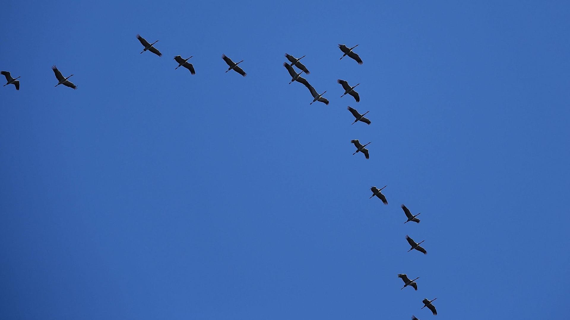 Zugvögel: In der Keilformation können die Tiere bei ihren Wanderungen viel Energie sparen.