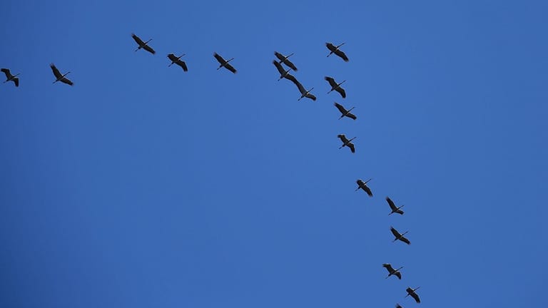 Zugvögel: In der Keilformation können die Tiere bei ihren Wanderungen viel Energie sparen.
