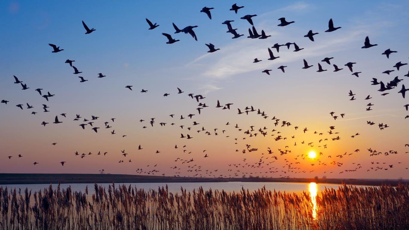 Weißwangengänse in Niedersachsen: Wie orientieren sich die Zugvögel auf ihrer Reise?