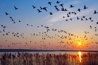 Weißwangengänse in Niedersachsen: Wie orientieren sich die Zugvögel auf ihrer Reise?