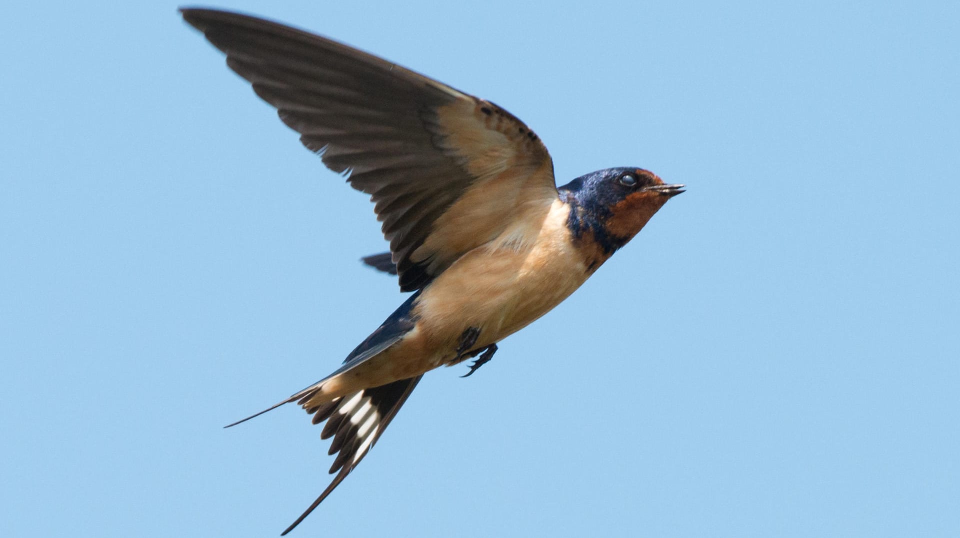 Rauchschwalbe: Die kleinen Vögel gehören zu den Langstreckenziehern und wandern bis in tropische Regionen Afrikas.