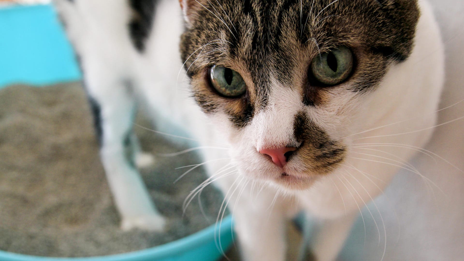 Cat using toilet, cat in litter box, for pooping or urinate, pooping in clean sand toilet. Cleaning cat litter box. A cat looking at her own poop in the blue litter box. Kitty litter. Cat at home.