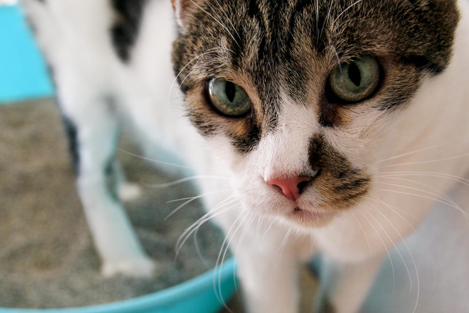 Cat using toilet, cat in litter box, for pooping or urinate, pooping in clean sand toilet. Cleaning cat litter box. A cat looking at her own poop in the blue litter box. Kitty litter. Cat at home.