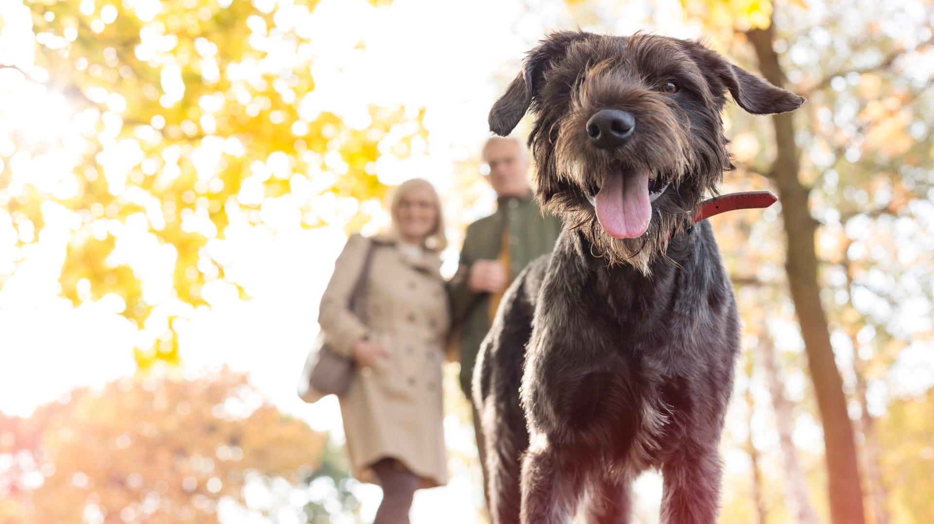 Hund: Hundehalter sollten besonders während der dunklen Jahreszeit auf ihren Hund achten.