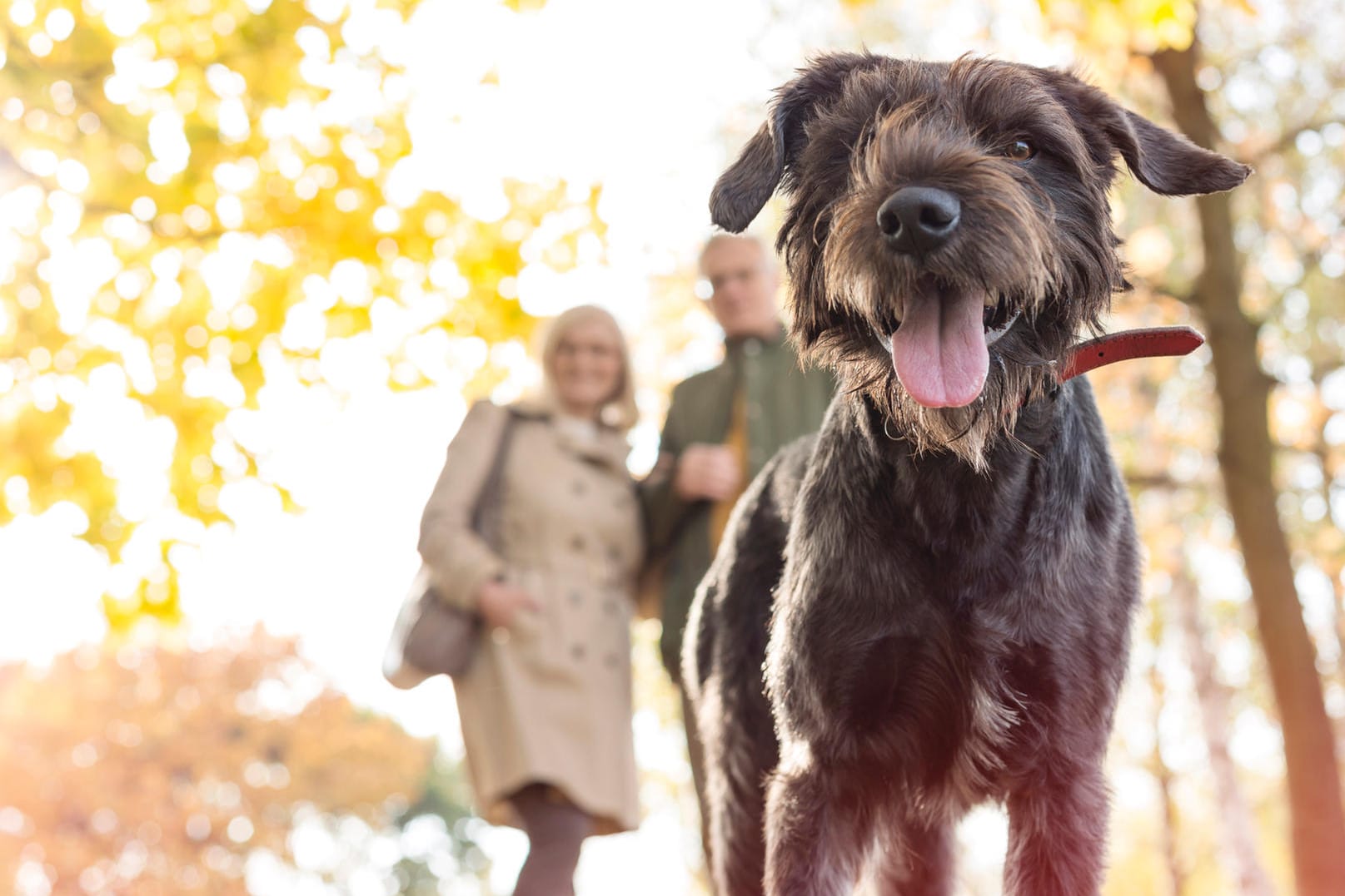 Hund: Hundehalter sollten besonders während der dunklen Jahreszeit auf ihren Hund achten.